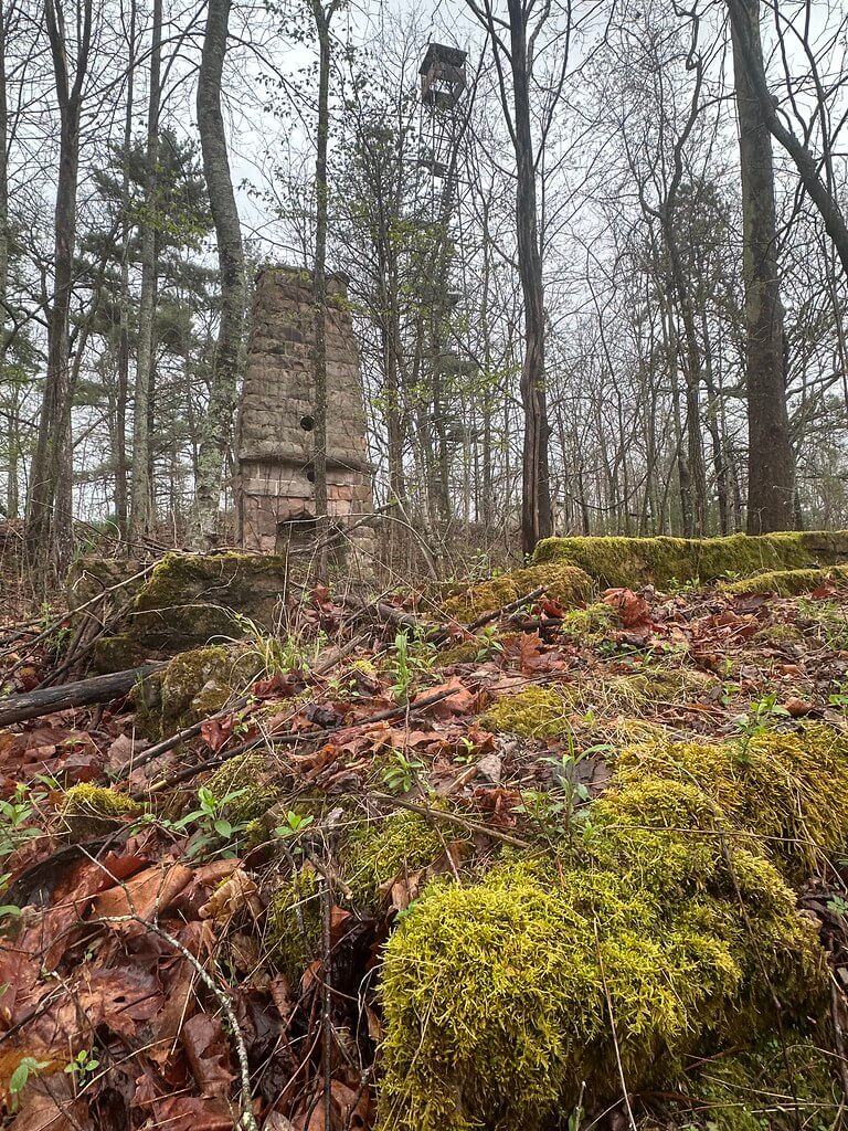 Mossy, leaf-strewn forest floor with a ruined stone chimney; the Putney fire lookout tower rises behind among bare trees.
