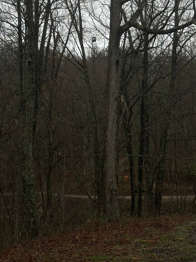 Distant view of the Putney fire lookout poking above a ridgeline, seen through dense winter trees from a road below.
