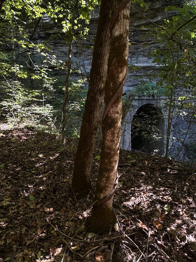 Through hardwood trees on Tunnel Hill, a concrete railroad portal of the Twin Tunnels appears below the sandstone bluff at Dunraven.